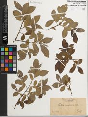 Foto von Salix muscina Dode ex Flod.